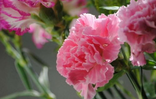 康乃馨花怎么养家庭养法