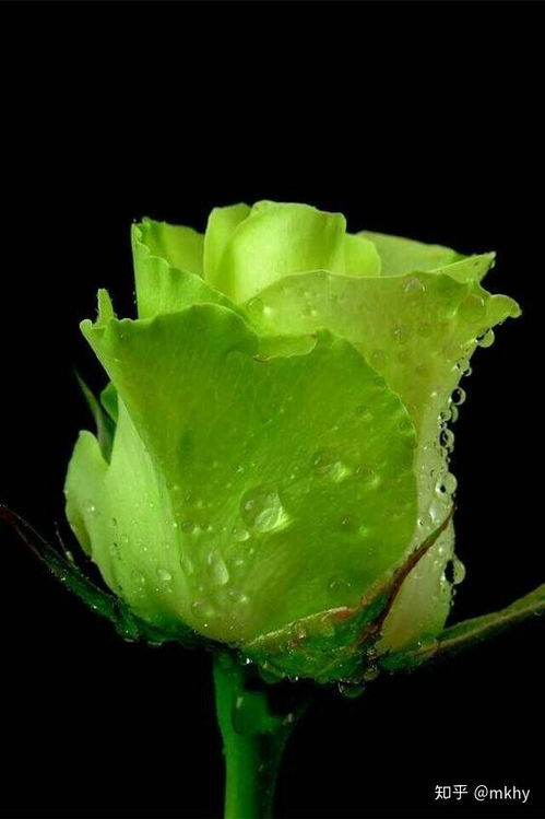绿玫瑰花语是什么意思