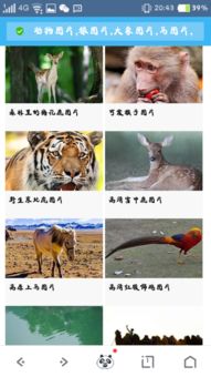 八字合婚：马和虎生辰八字合不合婚（马和虎的生肖相配吗）