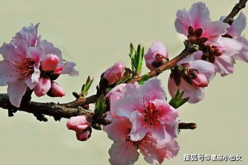 今日运势：今日桃花运势星座（测今天桃花运）