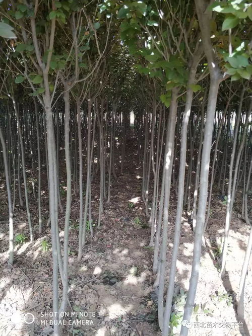 苗木价格查询 苗木价格查询