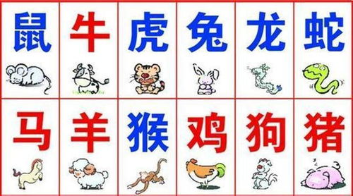 鼠和属羊八字合不合婚？揭秘生肖配对之谜！