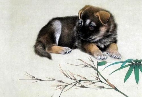 今日狗运势，运势飙升还是财运受阻？揭秘狗年今日运势之谜！