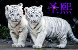 虎宝宝取名难题，姓沈的虎宝宝名字，该如何巧妙构思？